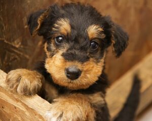 Airedale Terrier Puppy