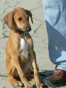 Azawakh puppy