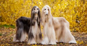 Afghan hounds