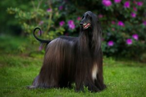 Afghan hound