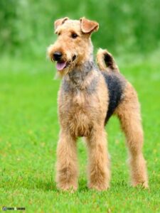 Airedale Terrier