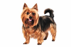 Australian Terrier