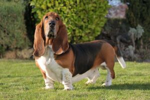 Basset hound