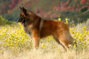 Belgian Shepherd Dog Tervuren