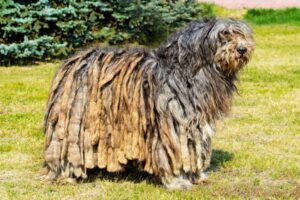 Bergamasco Shepherd Dog