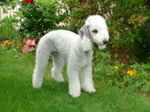 Bedlington Terrier Puppy