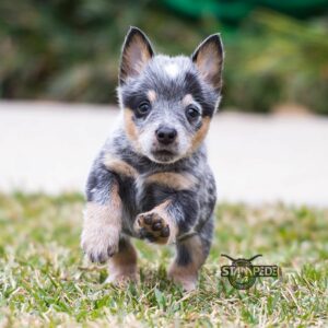 Australian Cattle Dog