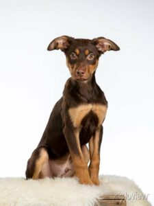 Australian Kelpie puppy