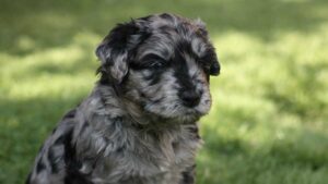 Bergamasco Shepherd Dog puppy