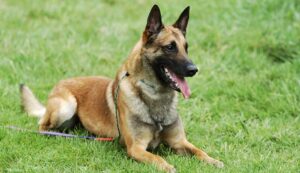 Belgian Shepherd Dog Malinois