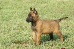 Belgian Shepherd Dog Malinois puppy