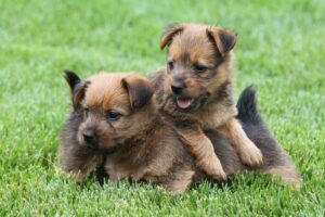 Australian Terrier puppies