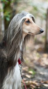 Afghan hound