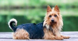 Australian Terrier