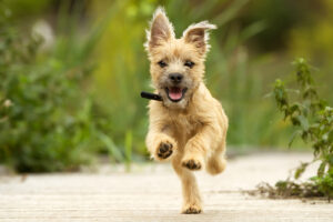 Cairn Terrier puppy
