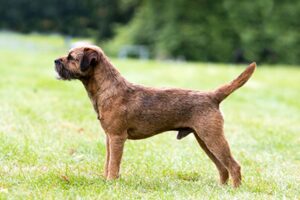 Border Terrier