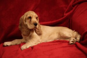 Cocker spaniel