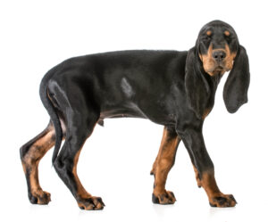 Black and Tan Coonhound