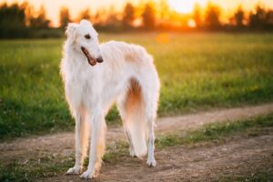 borzoi