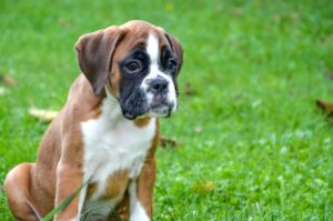 boxer puppy