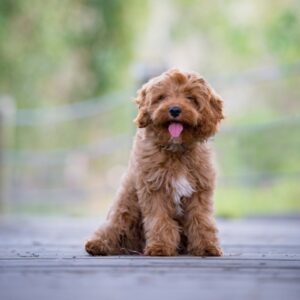 Cavoodle