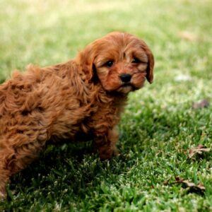 Cavoodle puppy