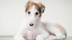 Borzoi puppy