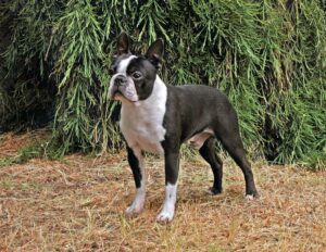Boston Terrier
