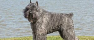 Bouvier des Flandres