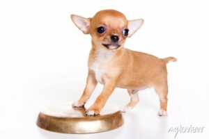 Chihuahua puppies