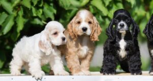 Cocker Spaniel puppy