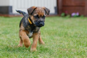 Border Terrier puppy