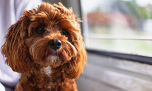 Cavoodle