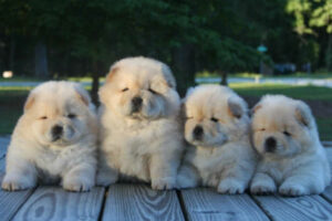 Chow Chow puppies