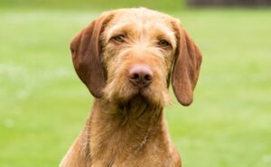 Hugarian Wirehaired Vizsla