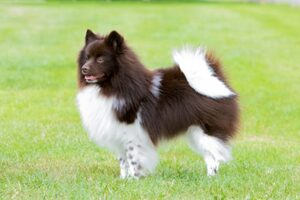 German Spitz (medium)