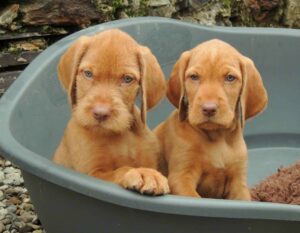 Hugarian Wirehaired Vizsla puppies