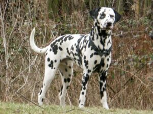 dalmatian
