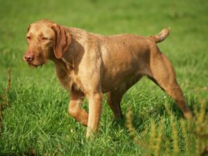 Hugarian Wirehaired Vizsla