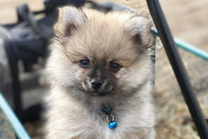 German Spitz (medium) puppy