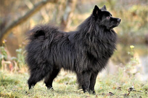 German Spitz (medium)