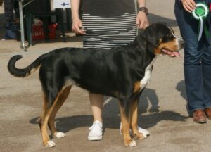 Great Swiss Mountain Dog