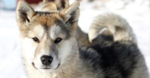 Greenland Dog