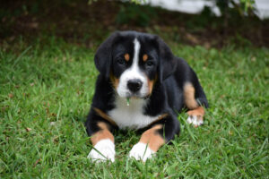 Great Swiss Mountain Dog puppy