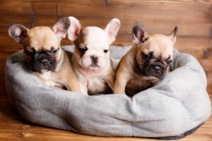 French Bulldog puppies