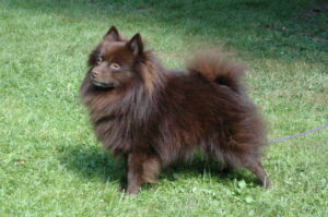 German Spitz (small)