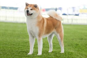 Japanese Akita Inu