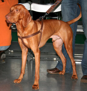 Hungarian Vizsla