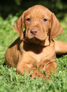 Hungarian Vizsla puppy