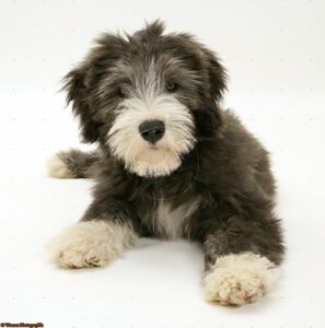 Bearded Collie puppy